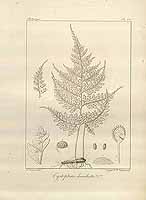  no thumbnail available