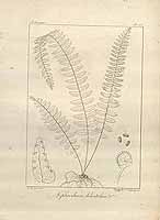  no thumbnail available