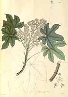  no thumbnail available