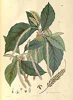  no thumbnail available