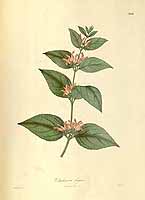  no thumbnail available