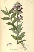  no thumbnail available