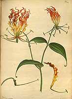  no thumbnail available