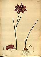  no thumbnail available