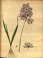  no thumbnail available