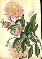  no thumbnail available