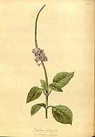  no thumbnail available