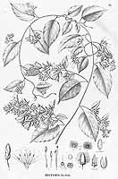  no thumbnail available