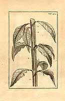  no thumbnail available