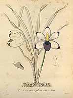  no thumbnail available