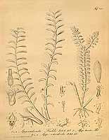  no thumbnail available