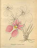  no thumbnail available