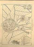  no thumbnail available