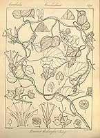  no thumbnail available