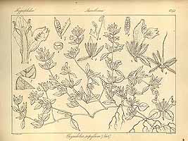  no thumbnail available