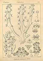  no thumbnail available