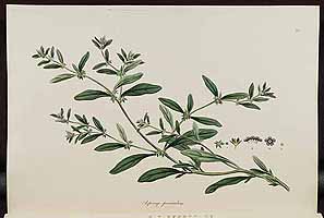  no thumbnail available