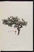  no thumbnail available