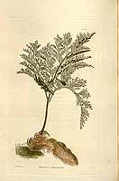  no thumbnail available