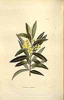  no thumbnail available