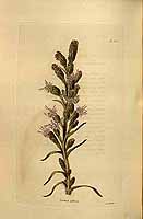  no thumbnail available