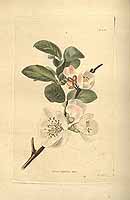  no thumbnail available