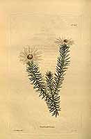  no thumbnail available