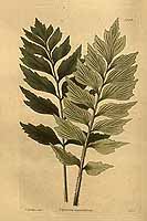  no thumbnail available