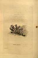  no thumbnail available