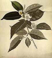  no thumbnail available