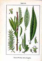  no thumbnail available