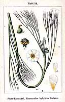  no thumbnail available