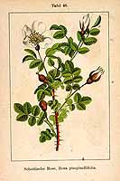  no thumbnail available