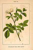  no thumbnail available