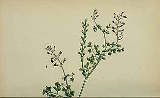  no thumbnail available