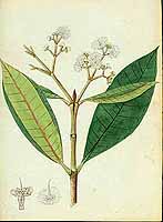 no HD illustration available (5) 