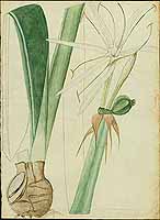 no HD illustration available (5) 