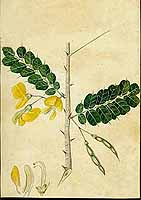 no HD illustration available (5) 