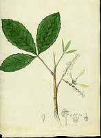 no HD illustration available (5) 