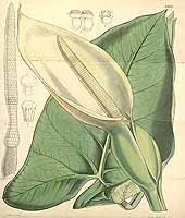  no thumbnail available