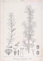  no thumbnail available