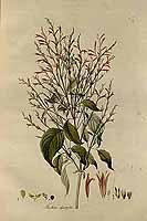  no thumbnail available