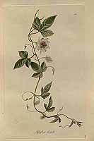  no thumbnail available