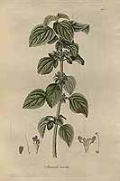  no thumbnail available