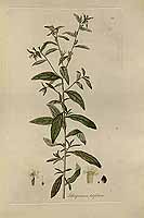  no thumbnail available