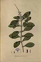  no thumbnail available