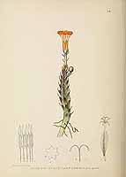 no HD illustration available (5) 