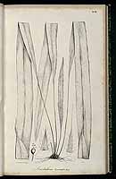  no thumbnail available