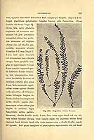  no thumbnail available