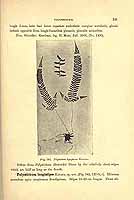  no thumbnail available